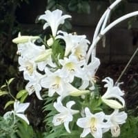 我が家の百合の花達