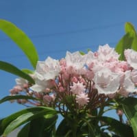 カルミアの花