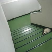 階段にモップ。。。！？