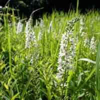 7月最初の教室　ヤマユリ咲く森