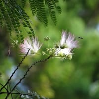 合歓の木の花が又咲いちゃった