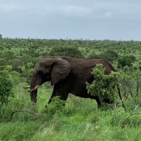 Kruger National Park(December)へGO！～2～