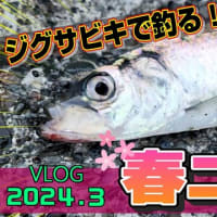 【ジギング】ジグサビキで春ニシン！遠投カーブフォールとジャークで釣る北海道の魚