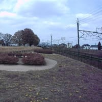 【群馬】みさと芝桜公園　日高遺跡