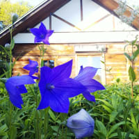 行き当たりばったりの北海道⑤　清里~斜里~ウトロ～霧多布～清里～広尾～中札内～苫小牧
