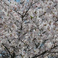 桜KURAKURA！（その１）ピンク爆咲き！