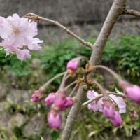 仙台枝垂れ桜・農作業に追われてます