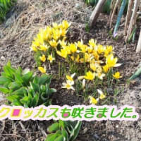   　福寿草・クロッカスが咲く・・