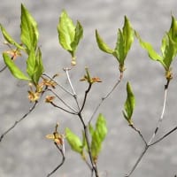 鉢植えのツツジ（４）「和田ミツバツツジ」