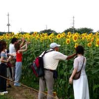 座間の一大イベント「55万本のひまわりまつり」主役は今?！