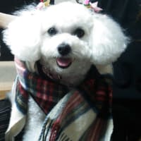 オシャレマダム
