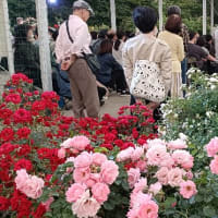 夜のバラ園でクラシック鑑賞