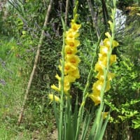 濁川公園の花