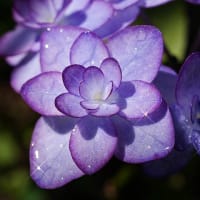 雨に濡れて輝く紫陽花
