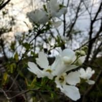 やりたいこと、あとふたつ