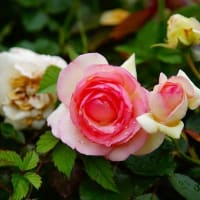 2025年5月下旬「とある施設に咲くバラ」を記録してきた。①
