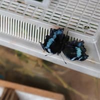 ルリタテハ幼虫　続き第3弾