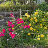 バラが咲き始めました！