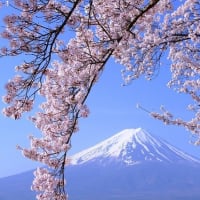 富士と桜（4/17 m）