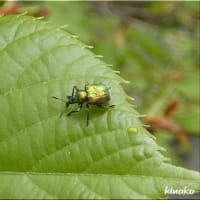 小さな虫たち。