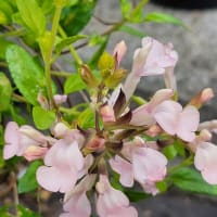 １６本の紫陽花の花をカット