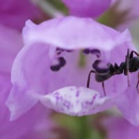 ハナトラノオ - 青森市郊外の川端の花壇