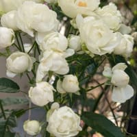 シュトラウスの薔薇