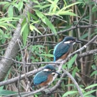 見守られてカワセミ雛は実践中、