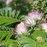 ユリとネムノキの花