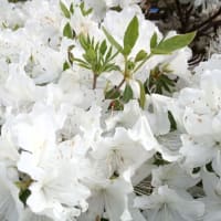 2025/05/19眼科で右目に眼球内の浮腫対策　2か月ごとに眼球内への注射をしています。