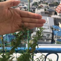 ヒラタアブ　益虫