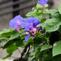 多摩川の夏へ