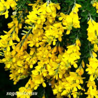 「さがみの仲良し小道」で「エニシダ」の黄色の花と一会！！