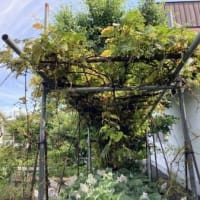 毛虫に食い尽くされた山ぶどう