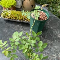 いつまで落ちるヤマボウシの実 木陰にて