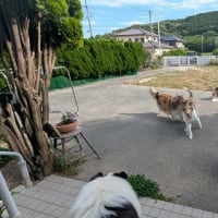 猛暑日到来
