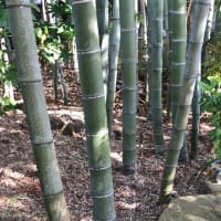 掘っても折っても生えてくる