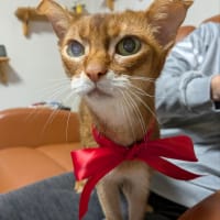 アンズ、20歳になりました。