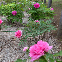 千葉県船橋市  ふなばしアンデルセン公園  