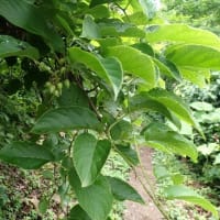 花立峠・登山道沿いの花　2025/06/28