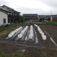 ２０２３年４月13日春野菜植え
