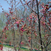桜の移植