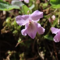 高ボッチ高原・鉢伏山で最近咲いている花　　ヒナスミレ（雛菫）