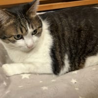 ピケさんダイエット？！