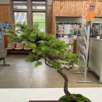 室蘭盆栽会