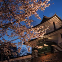 金沢城公園の夜桜