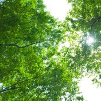 日本全国で発がん性のあるPFAS（有機フッ素化合物）に汚染された水が、 22都道府県・242カ所から検出されてたって😱‼️
