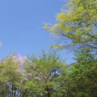 イワウチワは咲き残っている？...富士山の見える北限の山「花塚山」山開き（2024.4.28）#2 花塚台からの展望、そして下山