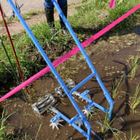 田ぐるまで1回目の除草をやったぜ
