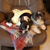 愛犬が迷子になったら(3)